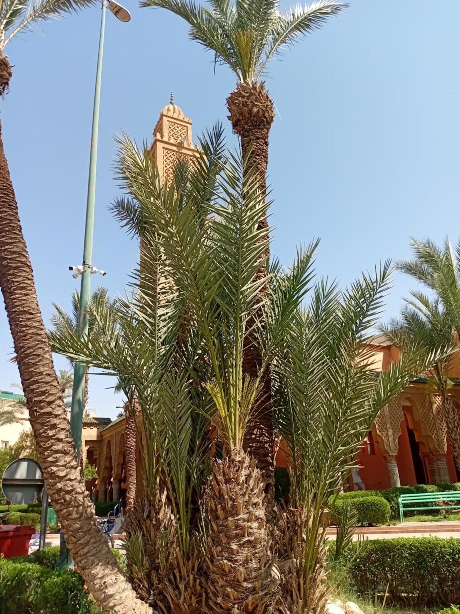 Riad Le Shams Marrakesh Buitenkant foto
